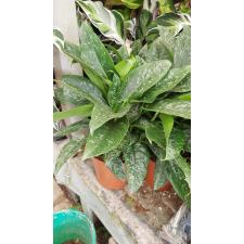 Schismatoglottus Scortechinii 15 cm pot 2200p