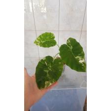 Colocasia gigantea (Leucocasia gigantea)(white variegated) L 130