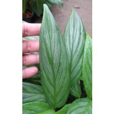 Philodendron Silver Spirit 110p