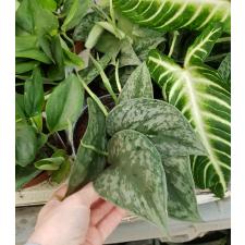 Scindapsus pictus Trebie 12 cm pot