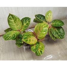 Aglaonema Siam Perfect Thailand A-100