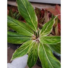 Aglaonema NEW12 Green