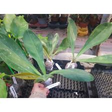 Philodendron decurrens 368