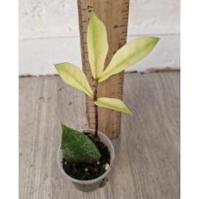 Замиокулкас / Zamioculcas zamiifolia (Chameleon) лист с ростом