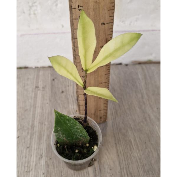 Замиокулкас / Zamioculcas zamiifolia (Chameleon) лист с ростом