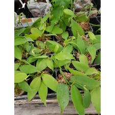 Vanilla planifolia зеленая