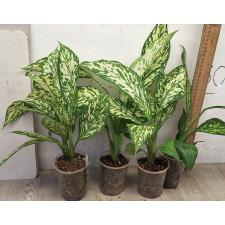 Диффенбахия Вайт Близзард. / Dieffenbachia White Blizzard