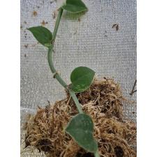 Рафидофора Хайи варегатная срез / Rhaphidophora hayi variegated pot