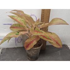 Аглаонема Барами Рунг. / Aglaonema Baramee Rung A-20