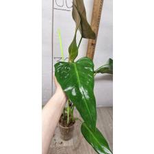 Philodendron sp.(T02) pot 