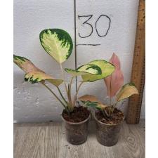 Aglaonema Amazon pot