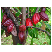 Cacao theobroma (only seedling) 37