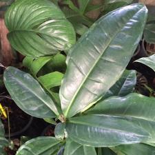 Syngonium auritum.