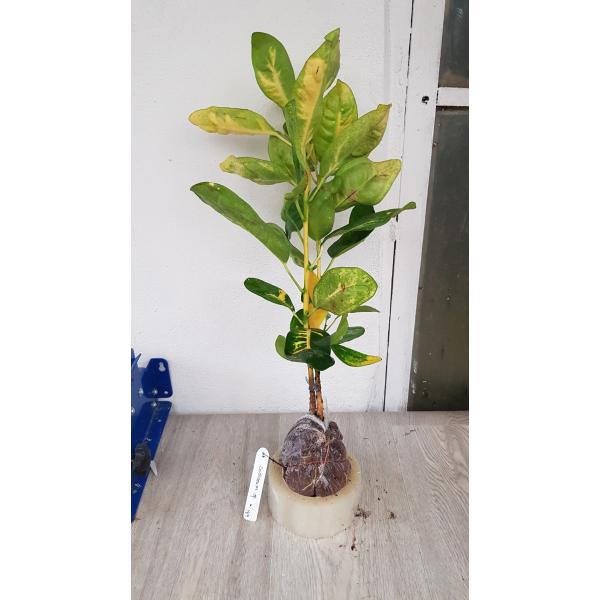 Кодиеум овалифолиум / Codiaeum ovalifolium 187