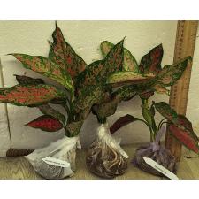 Аглаонема Аня узколистная / Aglaonema Anya narrow leaves A-66