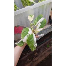 Monstera lechleriana (white variegated) 180 по 3500р