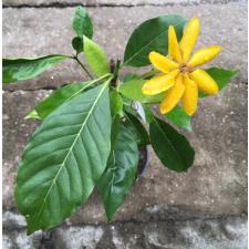 Gardenia gjellerupii 114/1