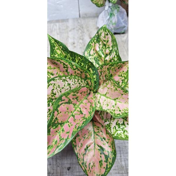 Аглаонема Лук Сетхи. / Aglaonema Look Sethi A-124