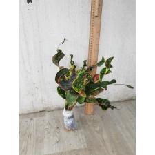 Codiaeum A24 Kwang ngern