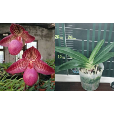 Пафиопедилум микрантум / Paph.micranthum