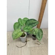 Scindapsus Pictus argyraeus 1+ leaves