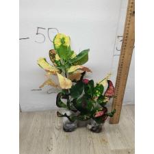 Codiaeum A40 Na korn luang