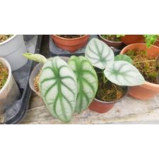 Alocasia 'Silver Dragon' potn 3+листа