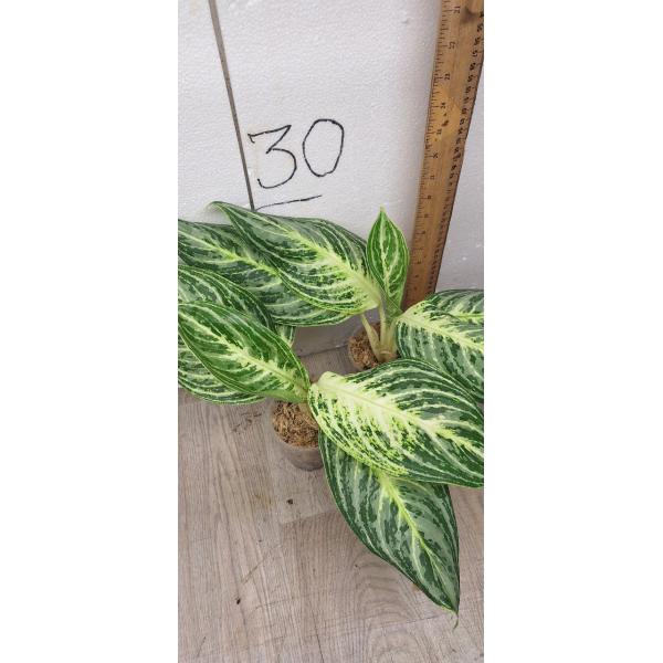 Aglaonema Sethee Permsub стакан S
