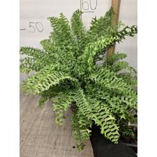 Nephrolepis 'fishtail' (L)