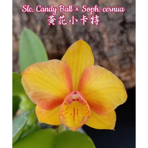 Слк. Кэнди Болл х Соф. цернуа / Slc. Candy Ball x Soph. cernua