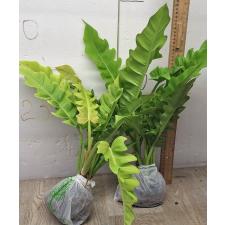 Филодендрон золотой крокодил. / philodendron golden crocodile (L)