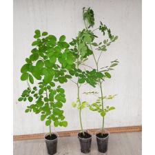 Moringa Olifera сеянцы в стакане