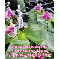 Phal. violacea v.indigo blue x Phal. violacea v.indigo red      B75