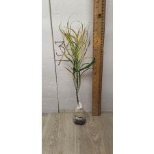 Codiaeum A59 Picasso Уценка