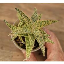 aloe sp pink