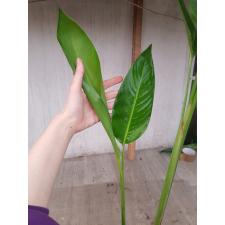 Heliconia rostrata
