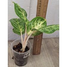 Аглаонема Сиам Компакт / Aglaonema A-106 Siam Compact