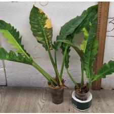Филодендрон Кольцо огня / philodendron ring of fire