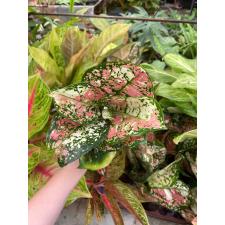 Aglaonema Tri colors A-110