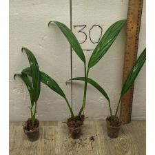 Philodendron Silver Spirit (S)