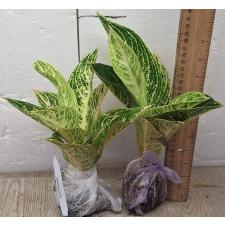 Аглаонема Легаси - белая / Aglaonema Legacy - white A-109