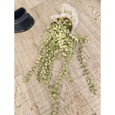 Dischidia nummularioides variegata 'Pebble Beach'