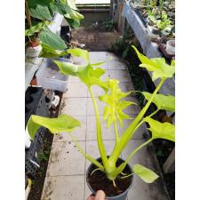 Philodendron Selloum Gold Satin 14 cm pot