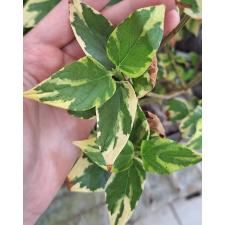 Нектантес арбор-тристис варегатный / Nyctanthes arbor-tristis variegata 220-219