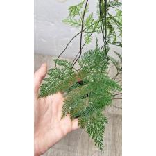 davallia fejeensis plumosa 