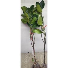 Артокарпус разнолистный ‘Петч Дамронк’ (привитый) / Artocarpus heterophyllus 'Petch Damronk' (grafted).