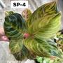 Aglaonema SP-4 P Perfect Thailand