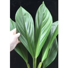 Philodendron sp.(T14) Madagascar 391-568 pot
