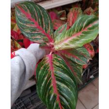 Aglaonema T3 Amnat Jaren