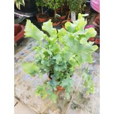 Phlebodium Aureum 'davana' P9